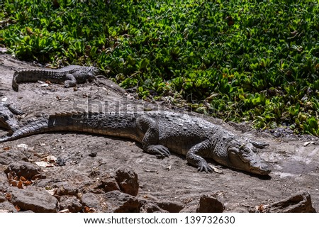 West African crocodile or desert crocodile,  Republic of Congo, Uganda, Gambia, Senegal, Mauritania, Burkina Faso, Ivory Coast, Chad. Benin, Zimbabwe, Central African Republic, and Nigeria.