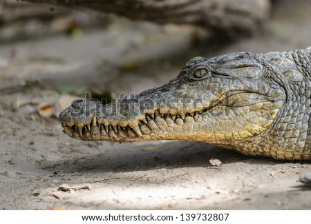 West African crocodile profile portrait