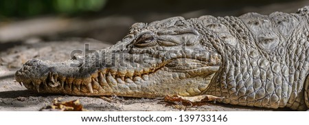 Profile portrait of a crocodile on the sand, Gambia, Africa
