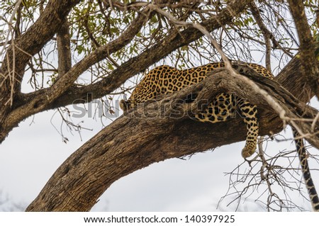 African leopard lays on the tree and tries to sleep