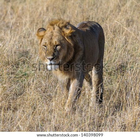 African lion on the field of Kenya