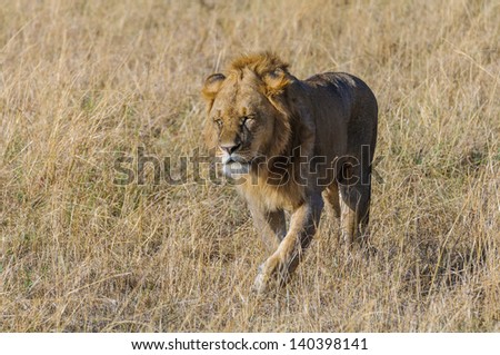 African lion on the field of Kenya