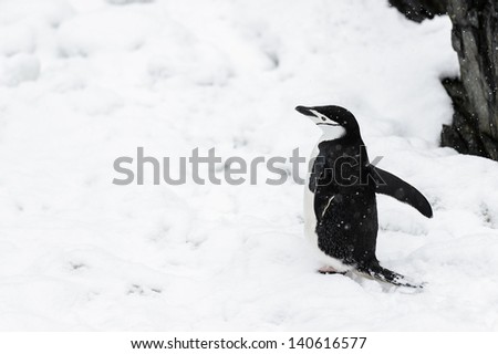 Penguin is about to jump on the snow