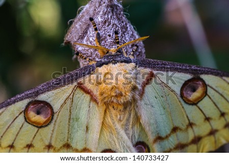 Comet moth (Argema mittrei) or Madagascan moon moth, an African moth, native to the rain forests of Madagascar.