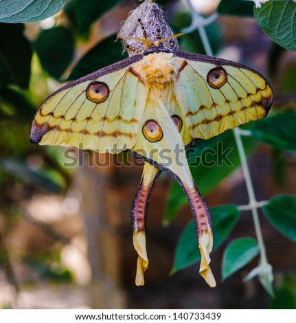 Comet moth (Argema mittrei) or Madagascan moon moth, an African moth, native to the rain forests of Madagascar.
