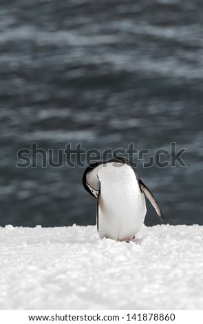Chinstrap penguin cleans itself in front of the ocean