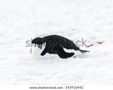 Cute Chinstrap penguin slides on the snow