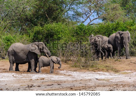 Elephants walk over the savanna in Uganda
