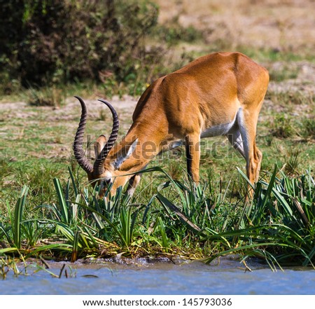 Beautiful antelope eats the grass over the coast