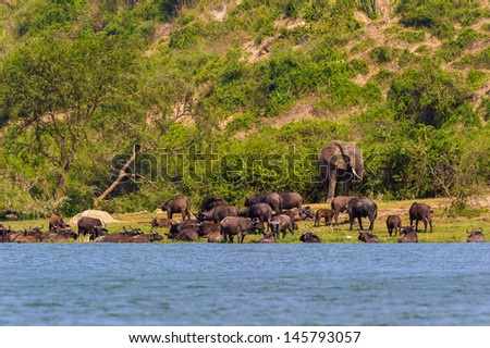 Elephant walks to the river but it\'s occupied by the bulls