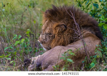 Lion sleeps on the ground
