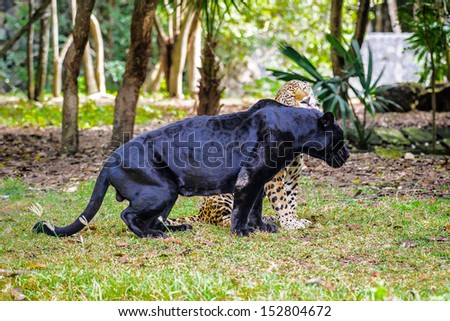 Black panther flirts with a leopard