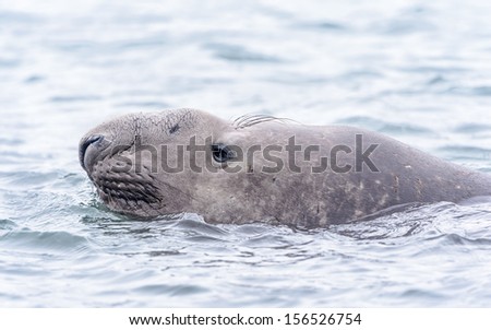 Elephant seal (sea elephants), large, oceangoing seal in the genus Mirounga