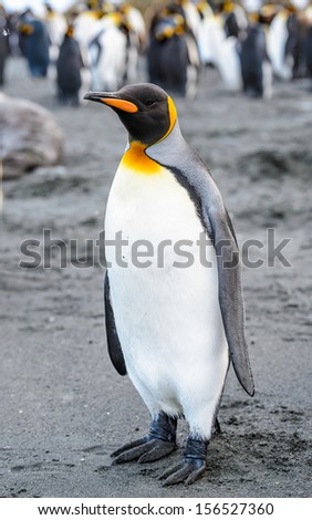 Portrait of a royal King Penguin