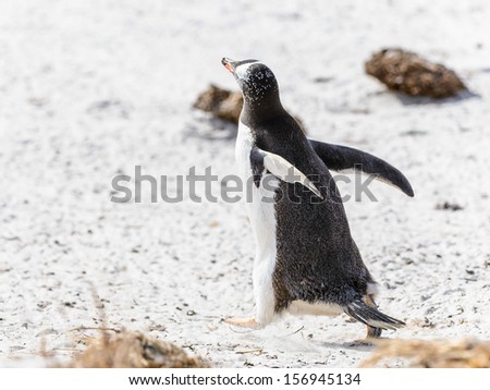 Cute clever penguin jumps on the sand