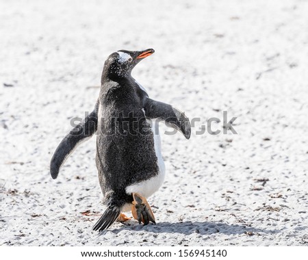 Cute clever penguin jumps on the sand