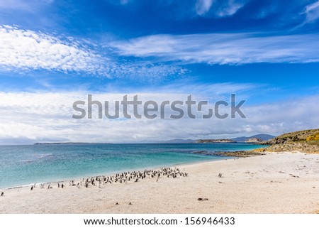 Beautiful view of the coast full of penguins and the calm ocean water