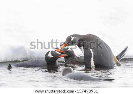 Gentoo penguins (Pygoscelis papua) swim and share the food in the water