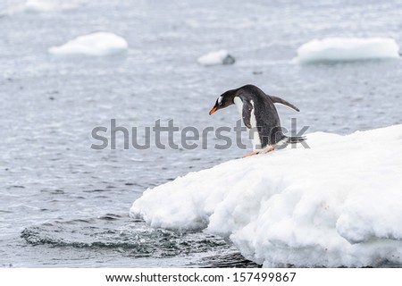 Gentoo penguin (Pygoscelis papua) on the edge of iceberg