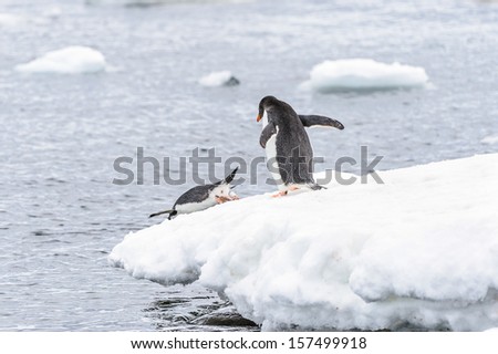 One Gentoo penguin (Pygoscelis papua) jumps down into the water and the other one is watching
