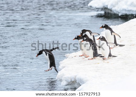 One gentoo penguin jumps into the water and his friends watch him do it
