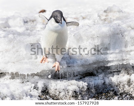 Adelie Penguin (Pygoscelis adeliae) jumps down from the rock
