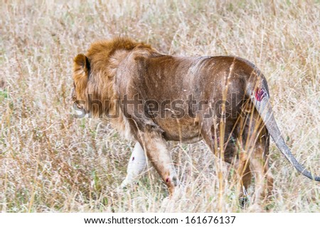 Gorgeous lion walks over the savanna for hunting