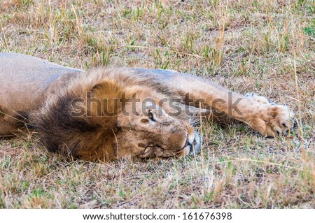 King of Jungle a Lion sleeps after hunting in Africa
