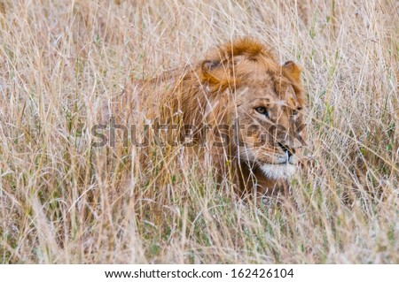 Lion is hunting in the grass in Kenya