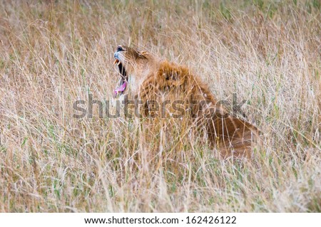 Lion roars in the grass