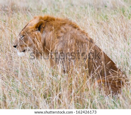 Lion is hunting in the grass in Kenya