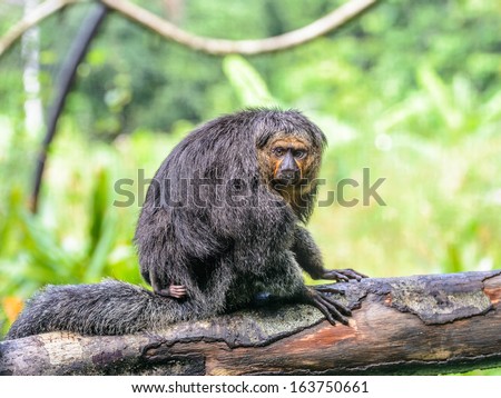 Sad spider monkey sits on the branch of a tree