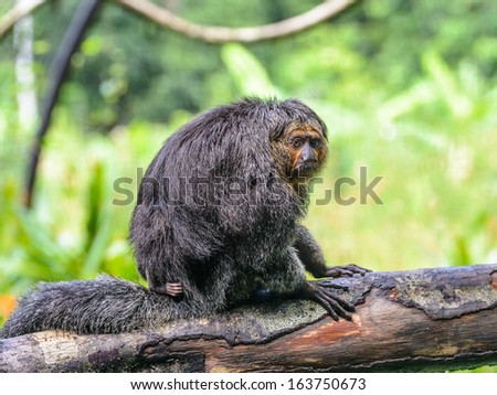 Sad spider monkey sits on the branch of a tree