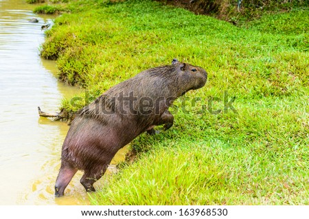 Capybara (Hydrochoerus hydrochaeris), the largest rodent in the world, jumps out of the water