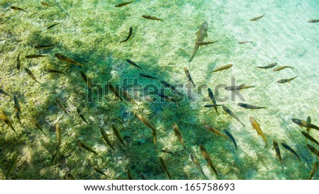 Fish swims in a clean water. Plitvice Lakes National Park, the oldest national park in Southeast Europe and the largest national park in Croatia.