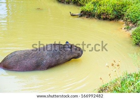 Capybara (Hydrochoerus hydrochaeris), the largest rodent in the world,jumps out of the water
