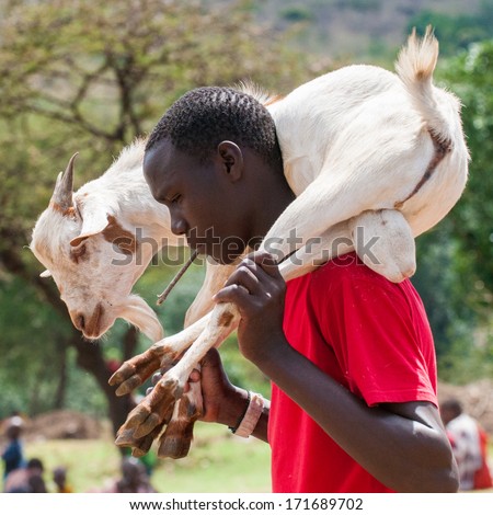AMBOSELI, KENYA - OCTOBER 10, 2009: Unidentified Massai man carries a goat on the shoulders in Kenya, Oct 10, 2009. Massai people are a Nilotic ethnic group