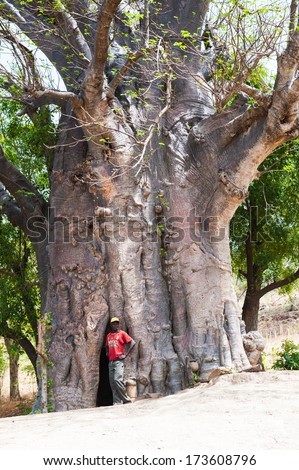 KARA, TOGO - MARCH 7, 2012: Unidentified Togolese man stays near the huge tree in Togo, Mar 7, 2012. People in Togo suffer of poverty due to unstable economical situation