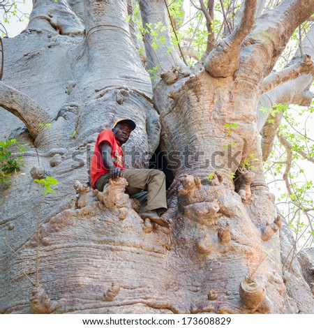 KARA, TOGO - MARCH 7, 2012: Unidentified Togolese man sits on the tree in Togo, Mar 7, 2012. People in Togo suffer of poverty due to unstable economical situation