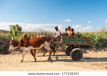 ANTANANARIVO MADAGASCAR JULY 3 2011 Unidentified Madagascar man rides the cow carriage with his children People in Madagascar suffer of poverty due to slow development of the country ANTANANARIVO MADAGASCAR JULY 3 2011 Unidentified Madagascar man rides the cow carriage with his children People in Madagascar suffer of poverty due to slow development of the country