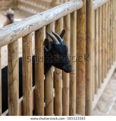 A goat with the heas in the fence