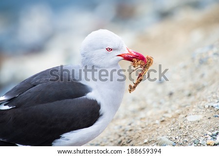 Black feather seagull close up