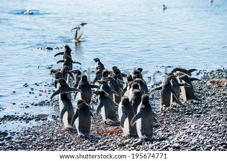 Adelie penguin (Pygoscelis adeliae) play in the water looking for the fish