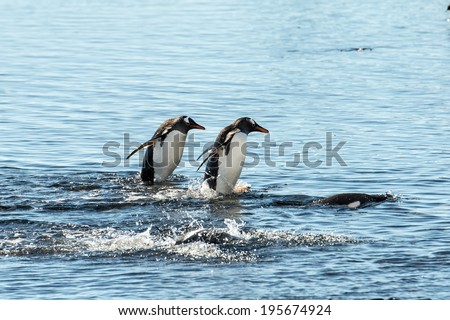 Adelie penguin (Pygoscelis adeliae) play in the water looking for the fish