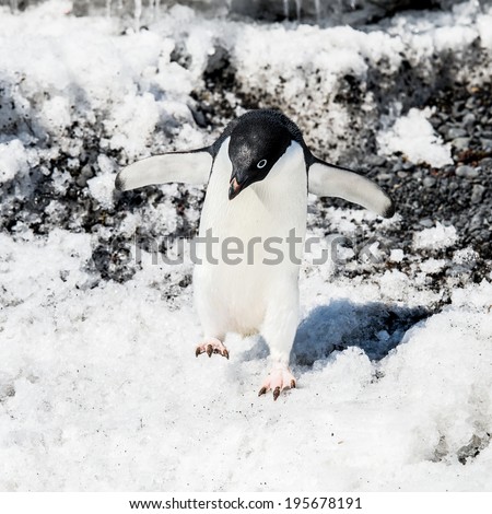 Adelie penguin (Pygoscelis adeliae) jumps on the snow