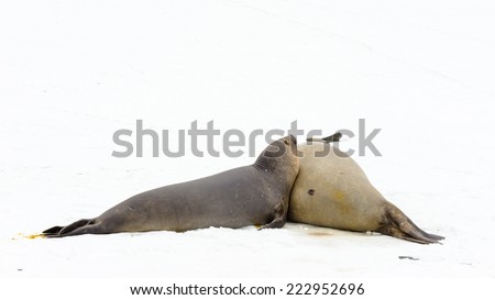 Portrait of beautiful seal couple laying on the snow