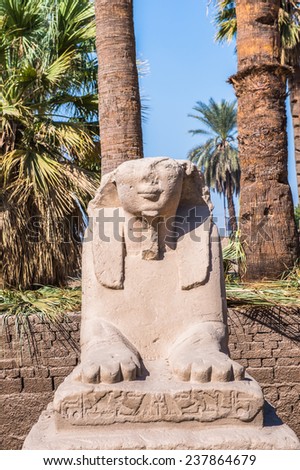 Sphinx stuatue of the sphinx alley of the Luxor Temple, a large Ancient Egyptian temple, East Bank of the Nile, Egypt. UNESCO World Heritage