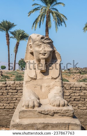 Sphinx stuatue of the sphinx alley of the Luxor Temple, a large Ancient Egyptian temple, East Bank of the Nile, Egypt. UNESCO World Heritage