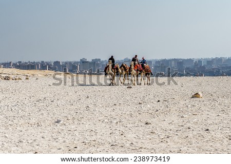 GIZA, EGYPT - NOV 23, 2014: Unidentified Egyptian people ride camels at Giza Necropolis, Egypt. UNESCO World Heritage