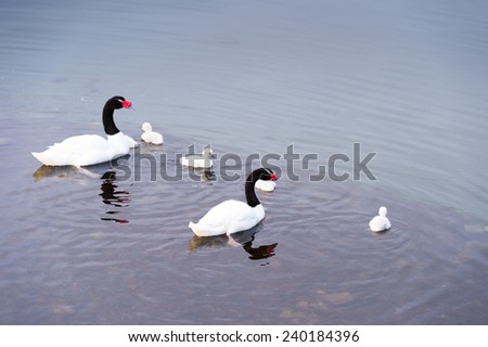 Family of swans with black neck and white body as husband and white and completely white swans as the children